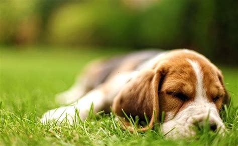 Ever Wondered How Animals Sleep?