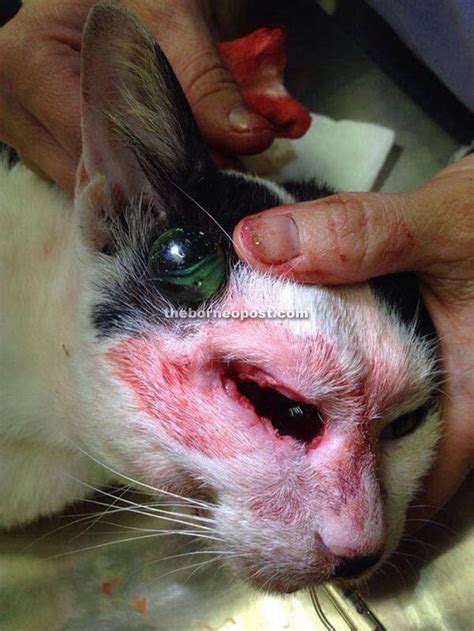 Zsm Alarmed By Increasing Cases Of Animal Abuse Borneo