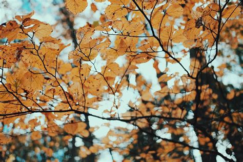 Fotos Gratis árbol Naturaleza Rama Luz De Sol Hoja Otoño Flor