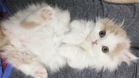 Cute Baby Fluffy Munchkin Kitten Youtube