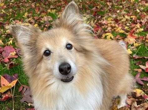 Miniature Collie Breed Info The 101 On This Cute And Smart Dog K9 Web