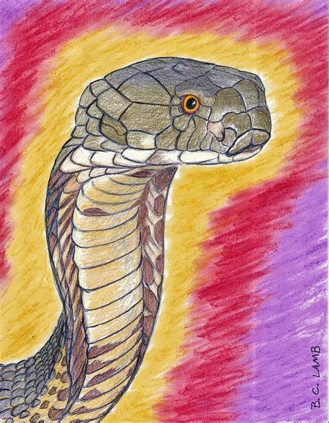 King Cobra Drawings