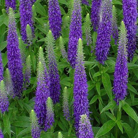 Perennial flowers give your garden design a beautiful look with their shape, colors, and textures. Veronica - spicata 'Royal Candles' / Speedwell - Paramount ...