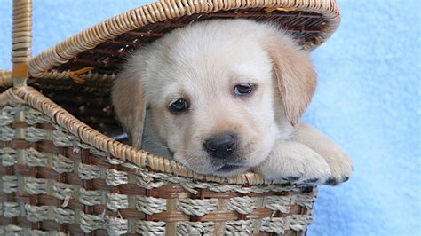 Maybe you would like to learn more about one of these? Cute white Labrador puppy in a basket