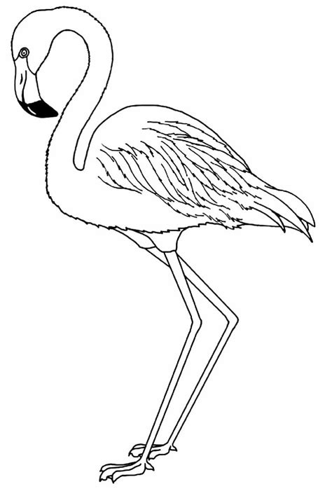 Desenhos De Flamingos Para Colorir Pop Lembrancinhas