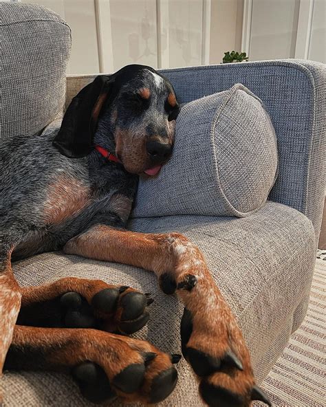15 Reasons Why Coonhounds Make Great Pets Page 4 Of 5 Pettime