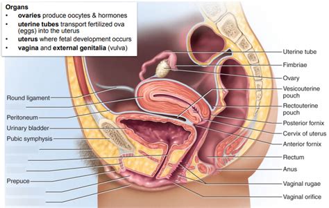 Lab 10 Station 4 Pelvis Perineum External Genitalia 3 Diagram Quizlet