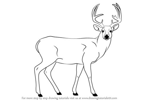 Https://tommynaija.com/draw/how To Draw A Big Buck