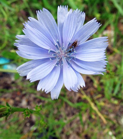 Common Chicory—cichorium Intybus Photographed June 13 2018 In