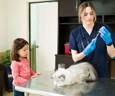 De Meest Voorkomende Ziektes Bij Katten En Hoe Je Ze Herkent Gratis