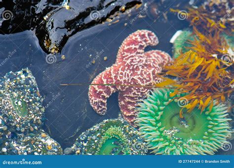 Sea Life Stock Photo Image Of Marine Canada Tidal 27747244