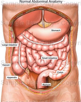 Ø permits free movement of the stomach on the structures posterior and. Normal Abdominal Anatomy - Medical Illustration, Human Anatomy Drawing, Anatomy Illustration