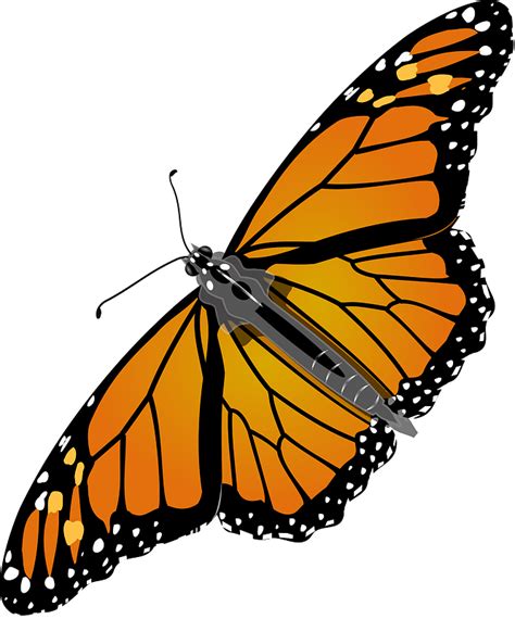 Realistic Monarch Butterfly Clipart Free Download Transparent Png