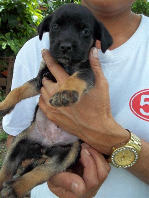Four Adorable Puppies For Adoption In Volcan Pets Livestock