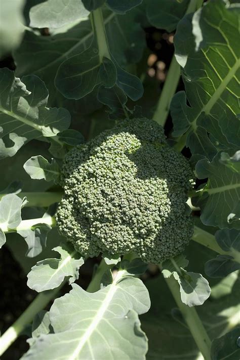 A Head Of Broccoli In The Field Photograph By Foodcollection Fine Art