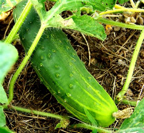 Cucumber Varieties Best Bets And Easy To Grow Harvest