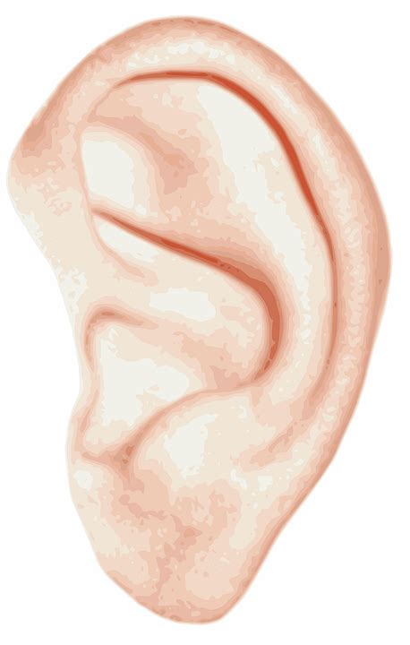 Ear Anatomy Human · Free Vector Graphic On Pixabay