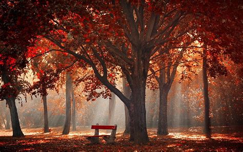 Hd Wallpaper Red Tree Forest Sun Rays Through Trees Photography