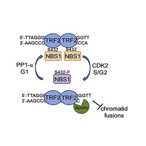 Nbs Phosphorylation Status Dictates Repair Choice Of Dysfunctional