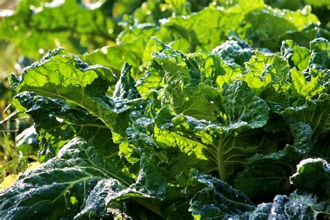 15 Healthiest Green Leafy Vegetables Healthy Foods