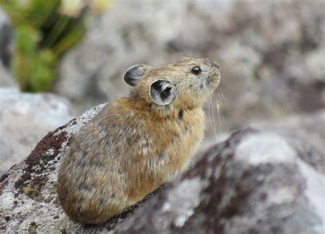 Puffin And Friends エゾナキウサギ Japanese Pika