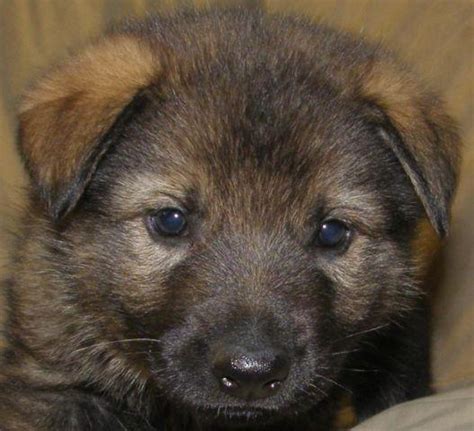 Akc Sable German Shepherds Puppies For Sale In Alworth Illinois