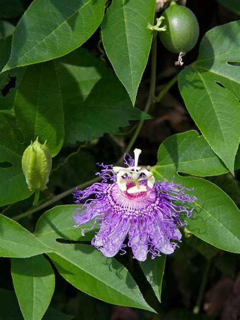 A Stunning Vigorous Perennial Vine Passion Flower May Be Grown For