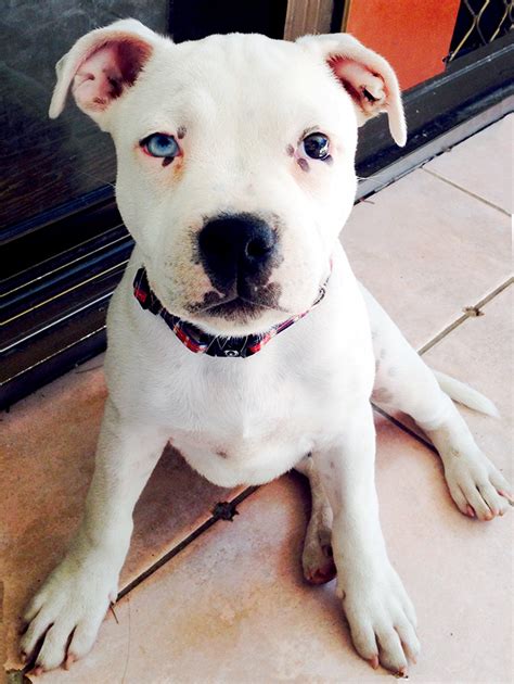 11 Gorgeous Dogs With Different Colored Eyes The Dog People By