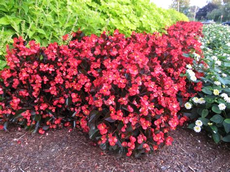 New ‘big Begonias Showier Alternative To Wax Begonias What Grows