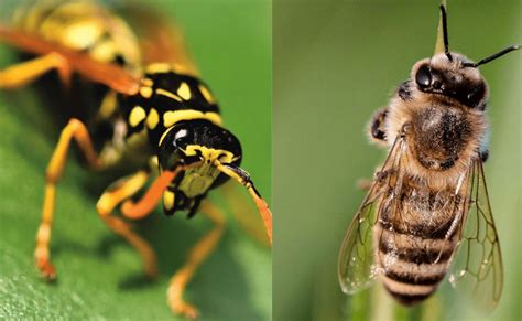 Punya Bentuk Yang Hampir Sama Ini Perbedaan Tawon Dan Lebah Okezone