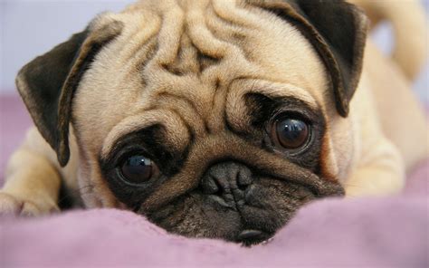 Baby Pugs Wallpapers Wallpaper Cave