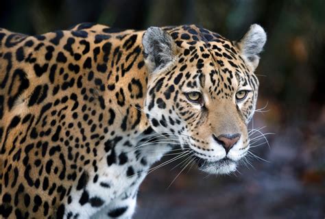 Amazon Rainforest Animals Jaguar