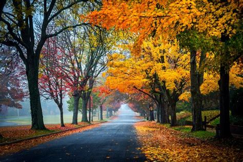 Hd Wallpaper Nature Forest Park Trees Leaves Colorful Road Path Autumn