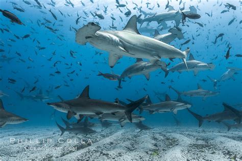 Hammerhead Sharks Schooling Black And White Grainy Sphyrna Lewini