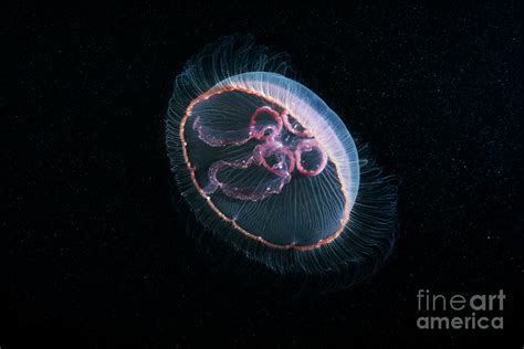 Moon Jellyfish Photograph By Alexander Semenovscience Photo Library