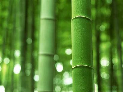 Bamboo Wallpapers Desktop Backgrounds Keywords