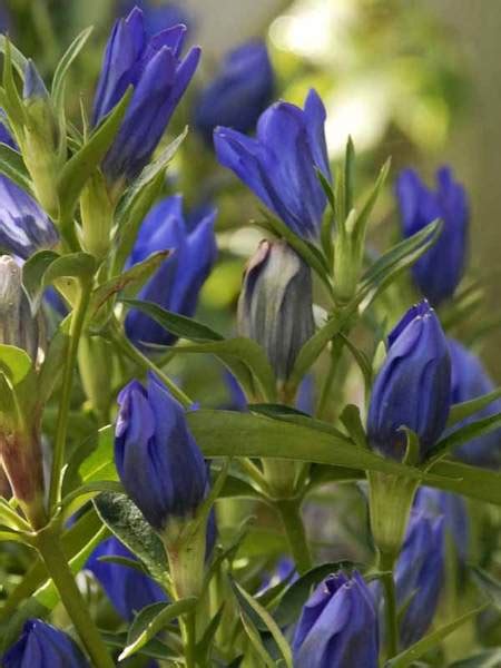 Product Viewer Gentiana True Blue