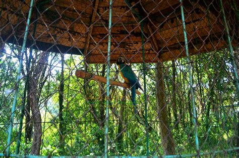 Wisata Tanjung Bajau Kebun Binatang Singka Zoo Rindu Alam Singkawang