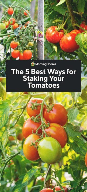 The 5 Best Ways To Stake Tomatoes Tomato Plant Care Tomato Plant