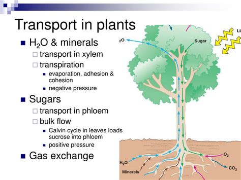 Ppt Transport In Plants Chapter 36 Powerpoint Presentation Id525546