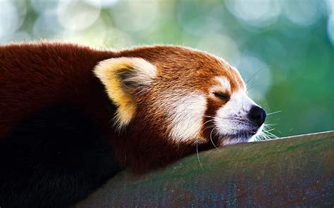 1620x2160px Free Download Hd Wallpaper Trees Animals Red Pandas