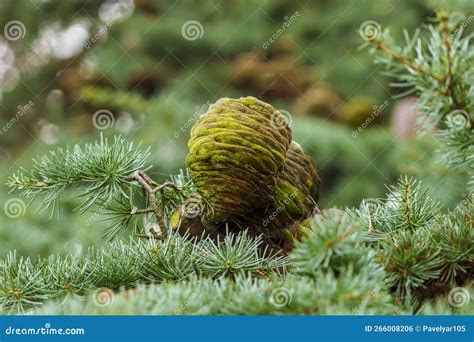A Cone Of Himalayan Cedar Cedrus Deodara Stock Photo Image Of Close