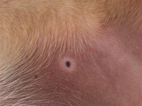 Dark Spot On Belly Boxer Forum Boxer Breed Dog Forums