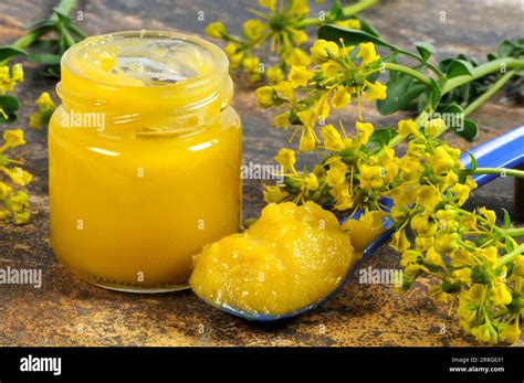 Common Rues Ointment Ruta Graveolens Rue Stock Photo Alamy