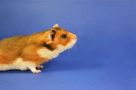 Pin By Denis Istomin On Hamsters Funny Hamsters Cute Hamsters