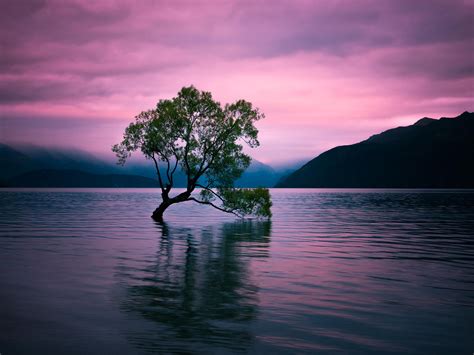 Tree And Lake At Sunset By Ilya Fedorov