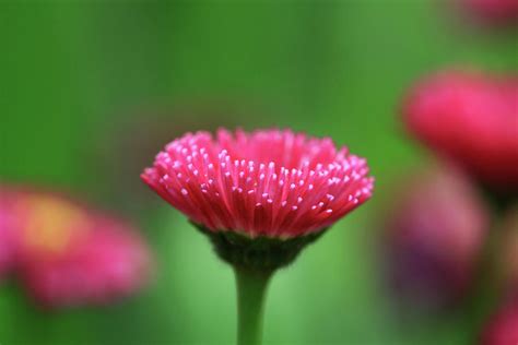 Beautiful Pink Flower By Ak Phuong