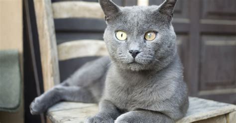 Chartreux Cat Vs British Shorthair Key Differences Between Them A Z