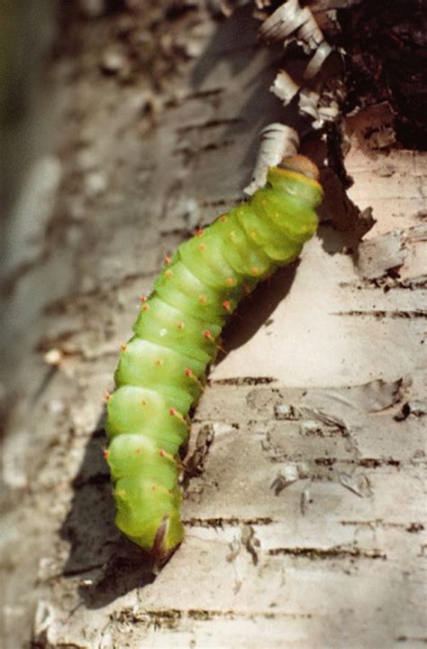 Caterpillars Of Pennsylvania Ehow
