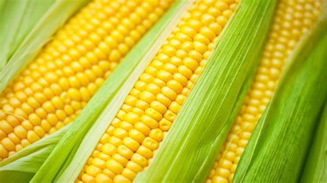 Yellow Hybrid Maize Guide For Beginners Agrigold Magazine
